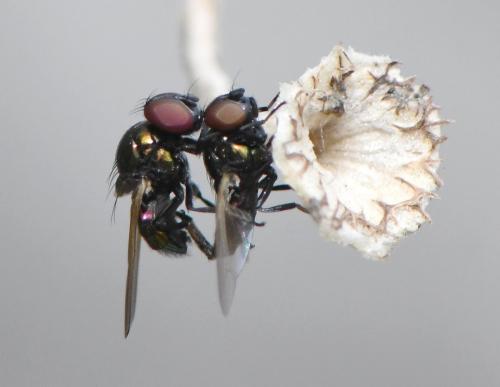 Réf. 293 667 : Lamprolonchaea smaragdi